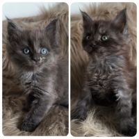 Chaton maine coon loof