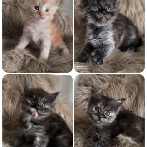 Chatons maine coon loof #0