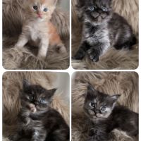 Chatons maine coon loof