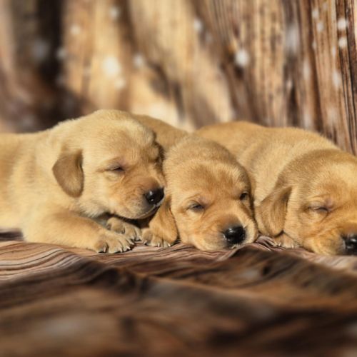 Labrador retriever lof #1