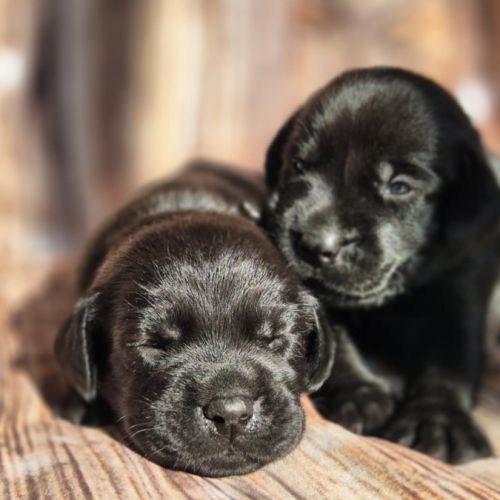 Labrador retriever lof #2