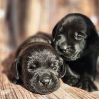 Labrador retriever lof #2