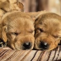 Labrador retriever lof #0