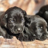 Labrador retriever lof #4