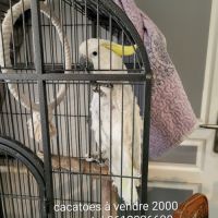 Mâles perroquet cacatoes