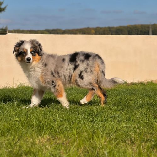 Chiots berger américain miniature