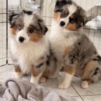 Chiots berger américain miniature