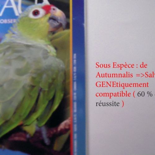 Recherche xl amazone mealy ( inornata - chapmani ) #5