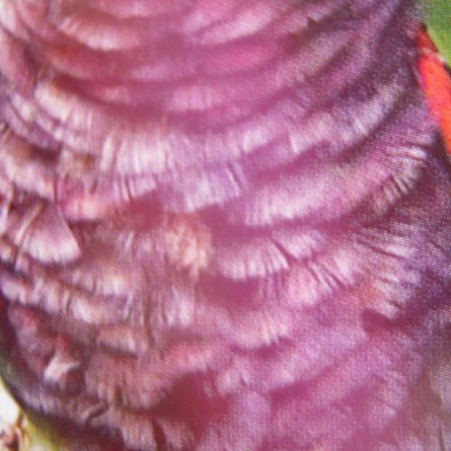 Recherche xl amazone mealy ( inornata - chapmani ) #7