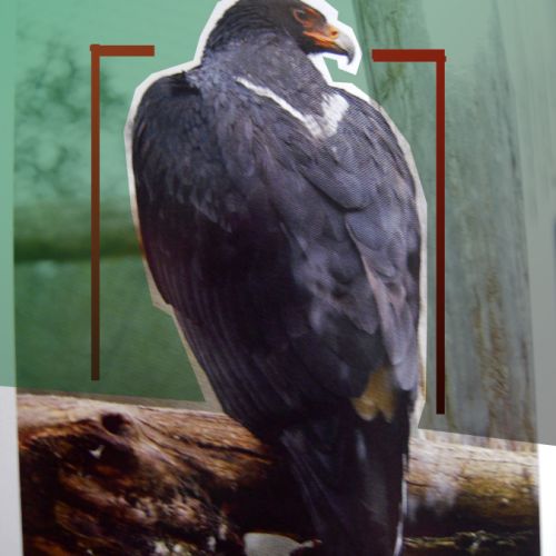 Recherche xl amazone mealy ( inornata - chapmani ) #8