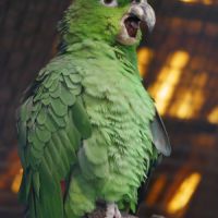 Recherche xl amazone mealy ( inornata - chapmani ) #2