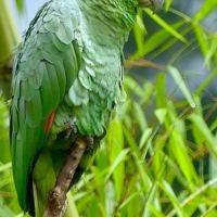 Recherche xl amazone mealy ( inornata - chapmani ) #3