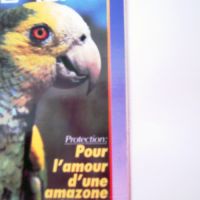 Recherche xl amazone mealy ( inornata - chapmani ) #4