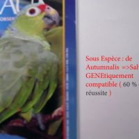 Recherche xl amazone mealy ( inornata - chapmani ) #5