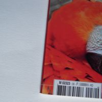 Recherche xl amazone mealy ( inornata - chapmani ) #6