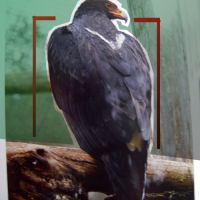 Recherche xl amazone mealy ( inornata - chapmani ) #8