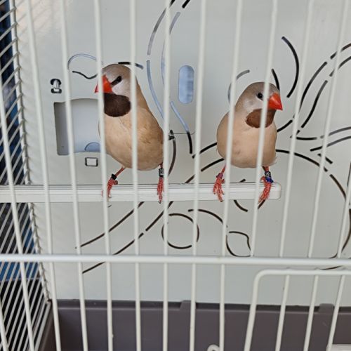 Couple diamant bavette longue queue #1