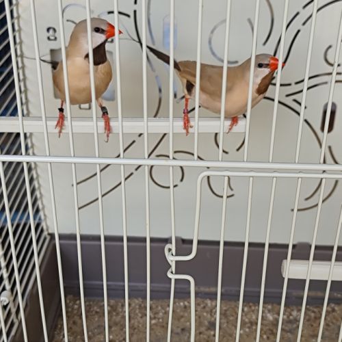 Couple diamant bavette longue queue #2