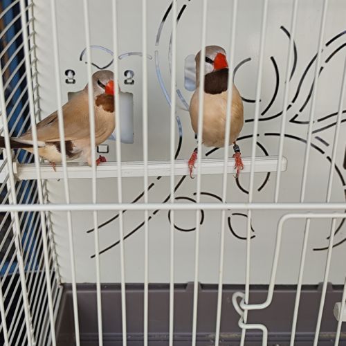 Couple diamant bavette longue queue #3