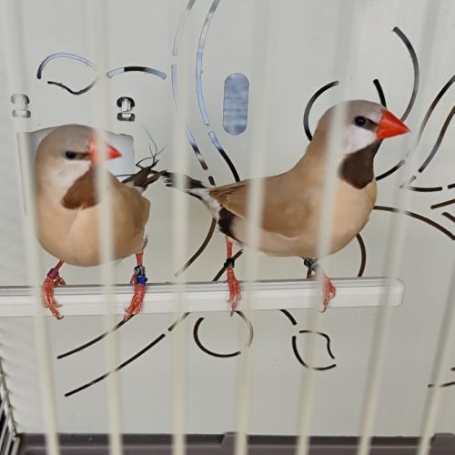 Couple diamant bavette longue queue #4