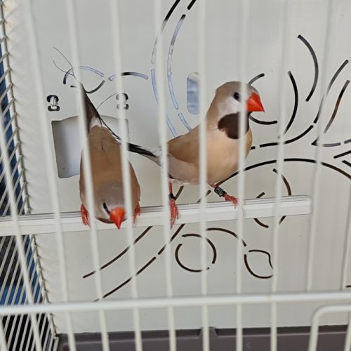 Couple diamant bavette longue queue #6