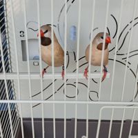 Couple diamant bavette longue queue #1