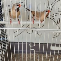 Couple diamant bavette longue queue #2