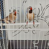 Couple diamant bavette longue queue #3