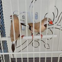 Couple diamant bavette longue queue