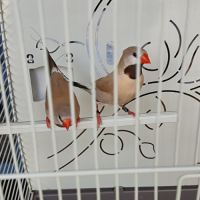 Couple diamant bavette longue queue #6