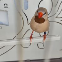 Couple diamant bavette longue queue #7