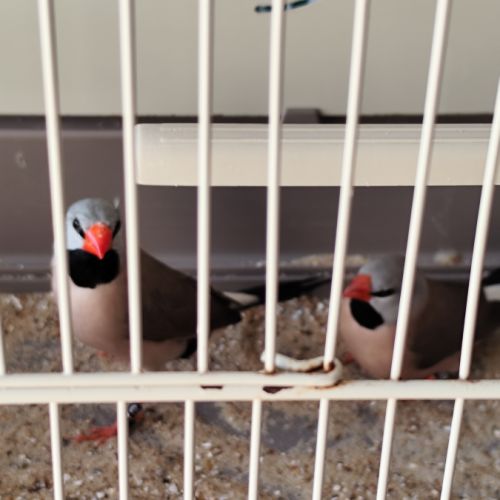 Couple diamant bavette 2025