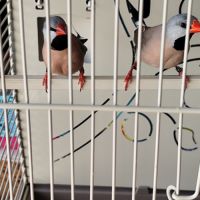 Couple diamant bavette 2025 #1