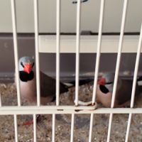 Couple diamant bavette 2025