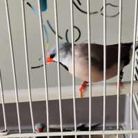 Couple diamant bavette 2025 #3