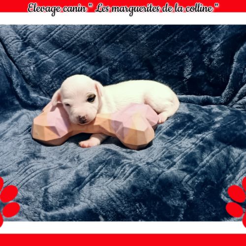 Chiots jack russell terrier à réserver . #1