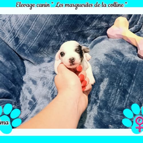 Chiots jack russell terrier à réserver . #2