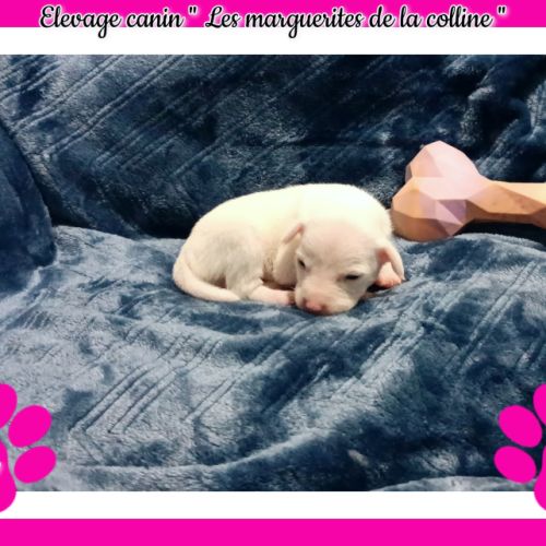 Chiots jack russell terrier à réserver . #5