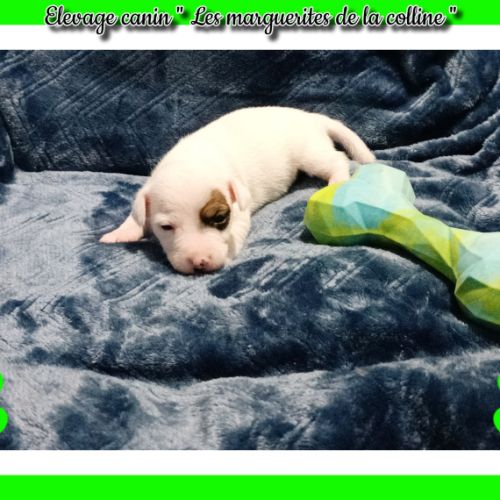 Chiots jack russell terrier à réserver . #6