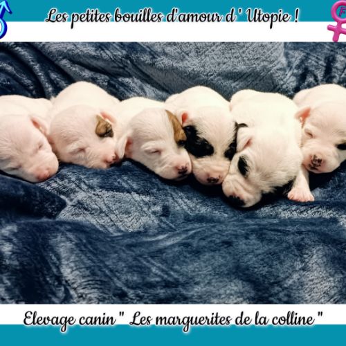 Chiots jack russell terrier à réserver .