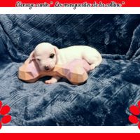 Chiots jack russell terrier à réserver . #1