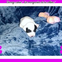 Chiots jack russell terrier à réserver . #3