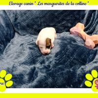 Chiots jack russell terrier à réserver . #4