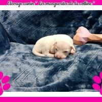 Chiots jack russell terrier à réserver . #5