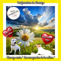 Chiots jack russell terrier à réserver . #8