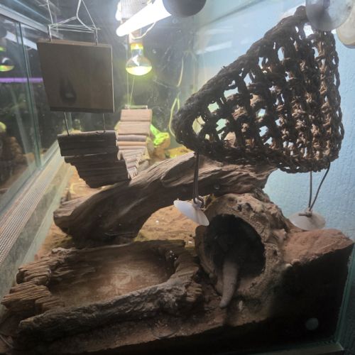 Deux pogona plus terrarium #2