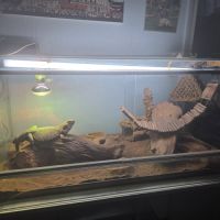 Deux pogona plus terrarium #0