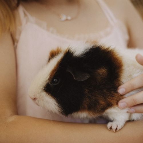 2 cochons dindes de 2 ans #1