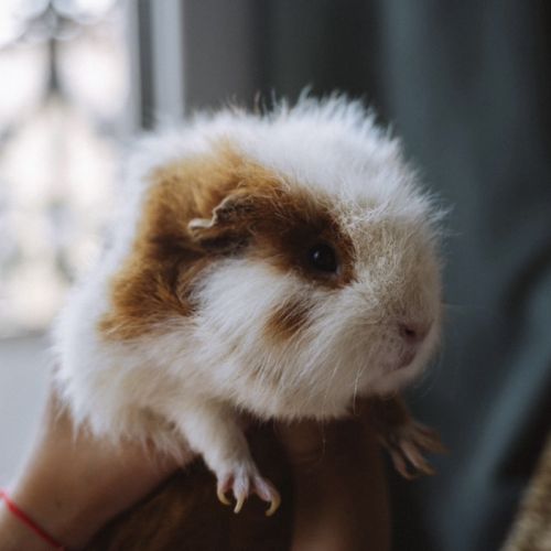 2 cochons dindes de 2 ans #2