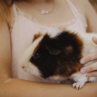 2 cochons dindes de 2 ans #1